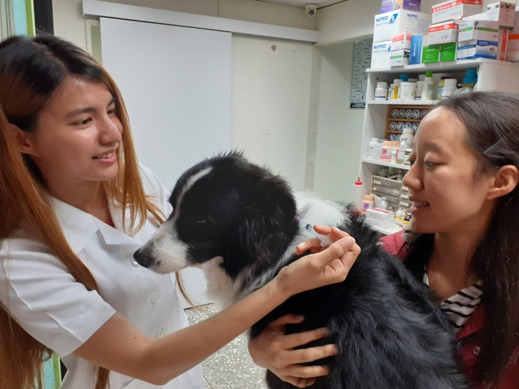 日前有名飼主因未幫愛犬施打狂犬病疫苗，而被開罰3萬元。示意圖非當是犬隻 新北市動保處/提供
