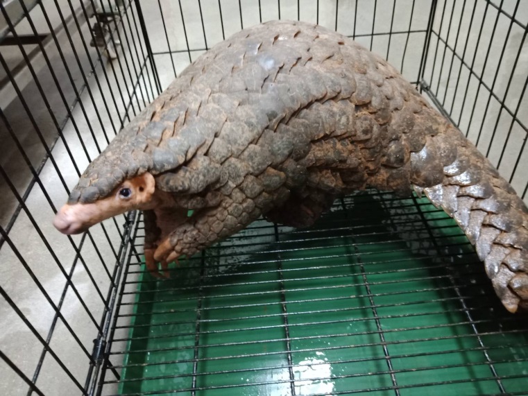 國內一名原住民男子獵捕宰殺保育類穿山甲，經屏東地方法院認為受「原住民族基本法」保障獲判無罪。 穿山甲示意圖 資料照片 新北市動保處/提供