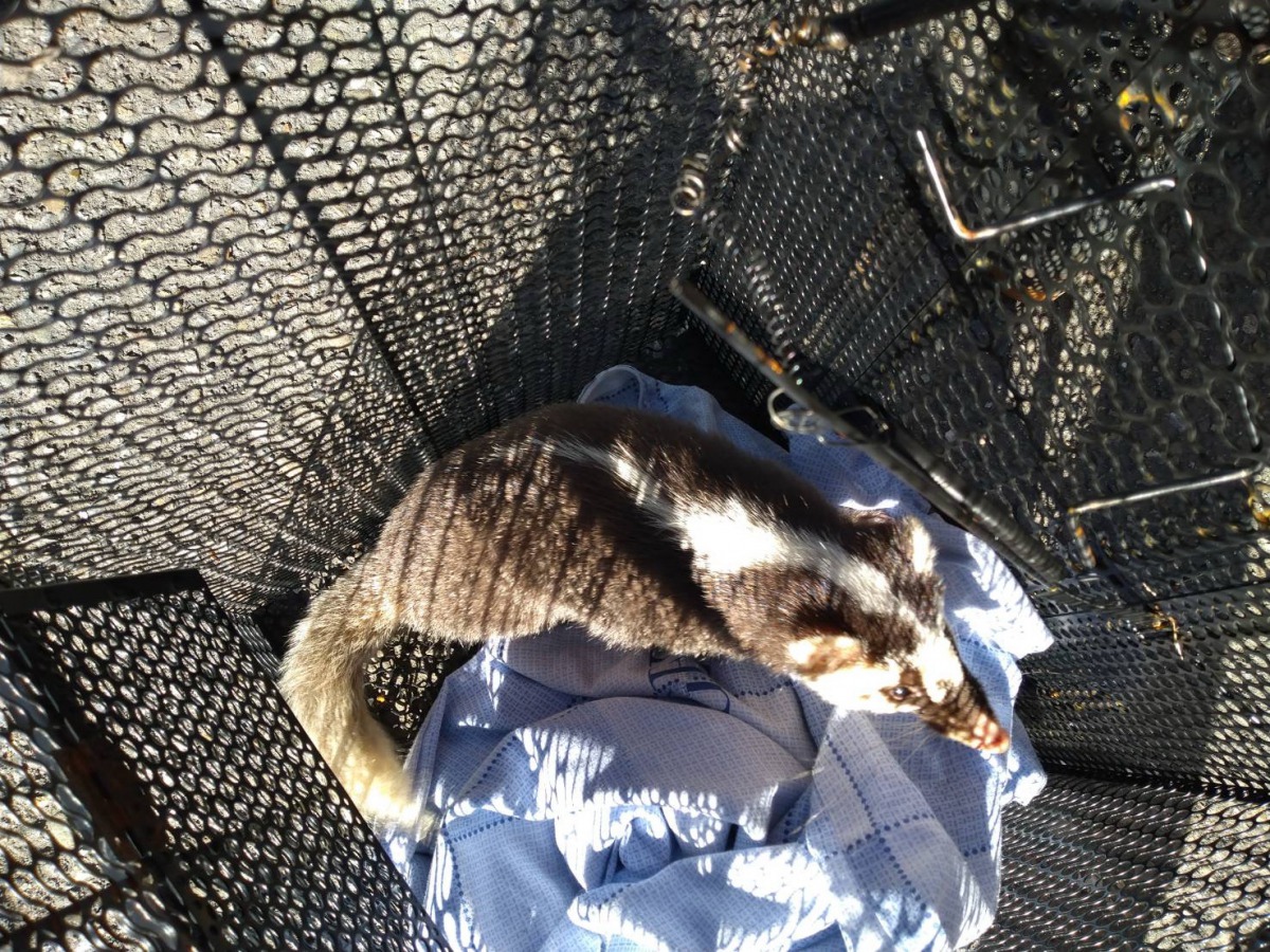 玉山國家公園發生鼬獾主動攻擊遊客的事件,隨後被確認感染狂犬病。 玉山國家公園管理處/提供