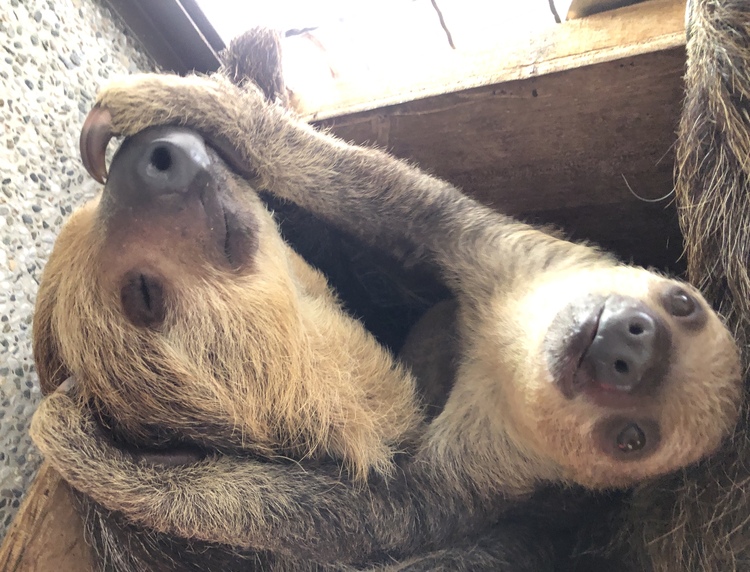 壽山動物園的二趾樹獺順利產下寶寶「小可愛」。 壽山動物園/提供