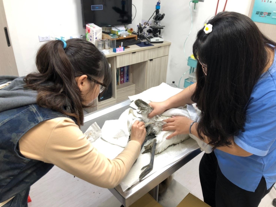 嘉義縣布袋鎮發生多起黑面琵鷺肉毒桿菌中毒的事件,共計7死5傷。 嘉義縣政府/提供