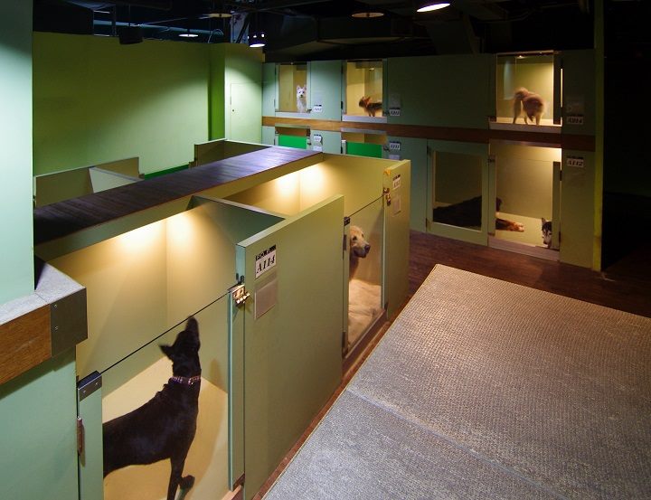 挑選經過評鑑獲得優良的寵物旅館業者，可以讓飼主們多一份安心。(圖為台北市特優寵物夢公園) 台北市動保處/提供