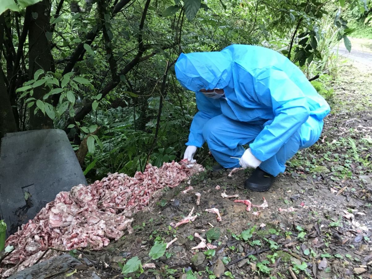 新北清潔隊上月中旬發現3公噸的過期雞肉棄置路邊。 新北市動保處/提供