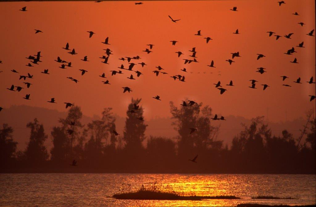 金門有龐大的鸕鶿族群在這度冬，群體飛行的畫面相當壯觀。 金管處/提供
