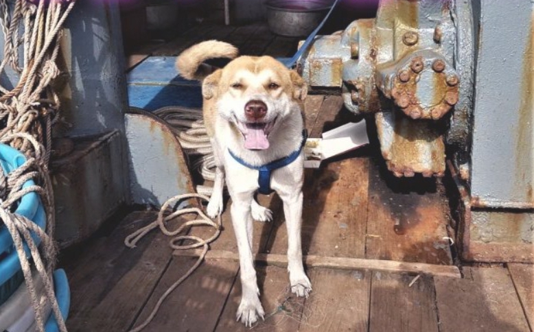 海巡查獲違法越界的中國籍抽砂船，船上兩隻狗狗無法跟人一起上岸，只好由海巡人員暫時登船照顧。澎湖海巡隊/提供