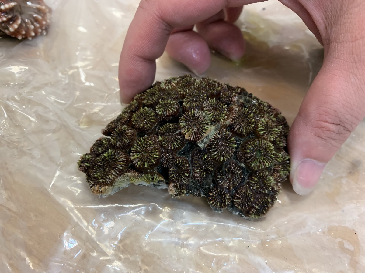 旅客夾帶海洋野生動物活體闖關入境的案件，去年就有13起共1369件個體。(圖為柯曼角菊珊瑚) 海洋保育署/提供