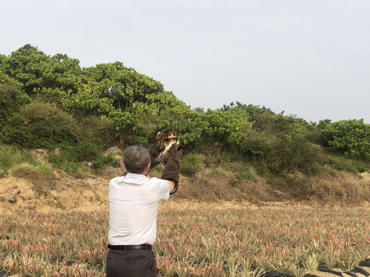 受傷的保育類草鴞，經過治療照顧後順利恢復健康，並野放回到大自然。 台南市農業局/提供