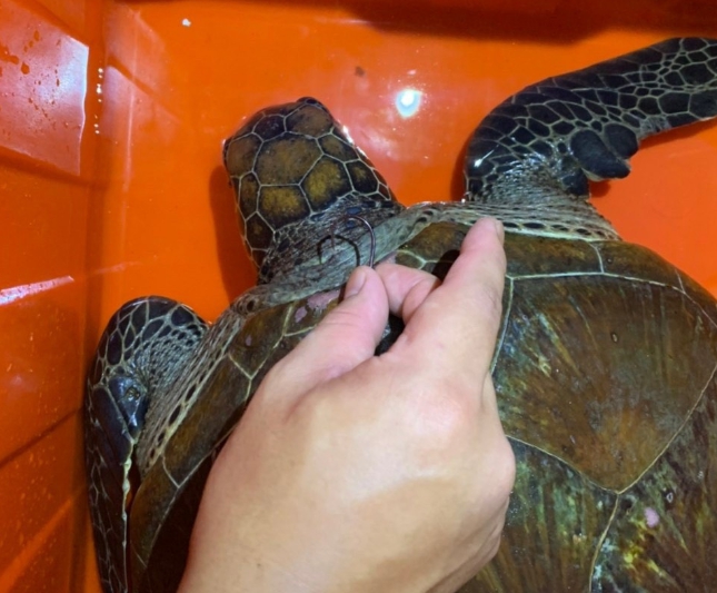 民眾在屏東紅柴坑漁港發現的海龜，頸部卡著一枚魚鉤。 第六岸巡隊/提供