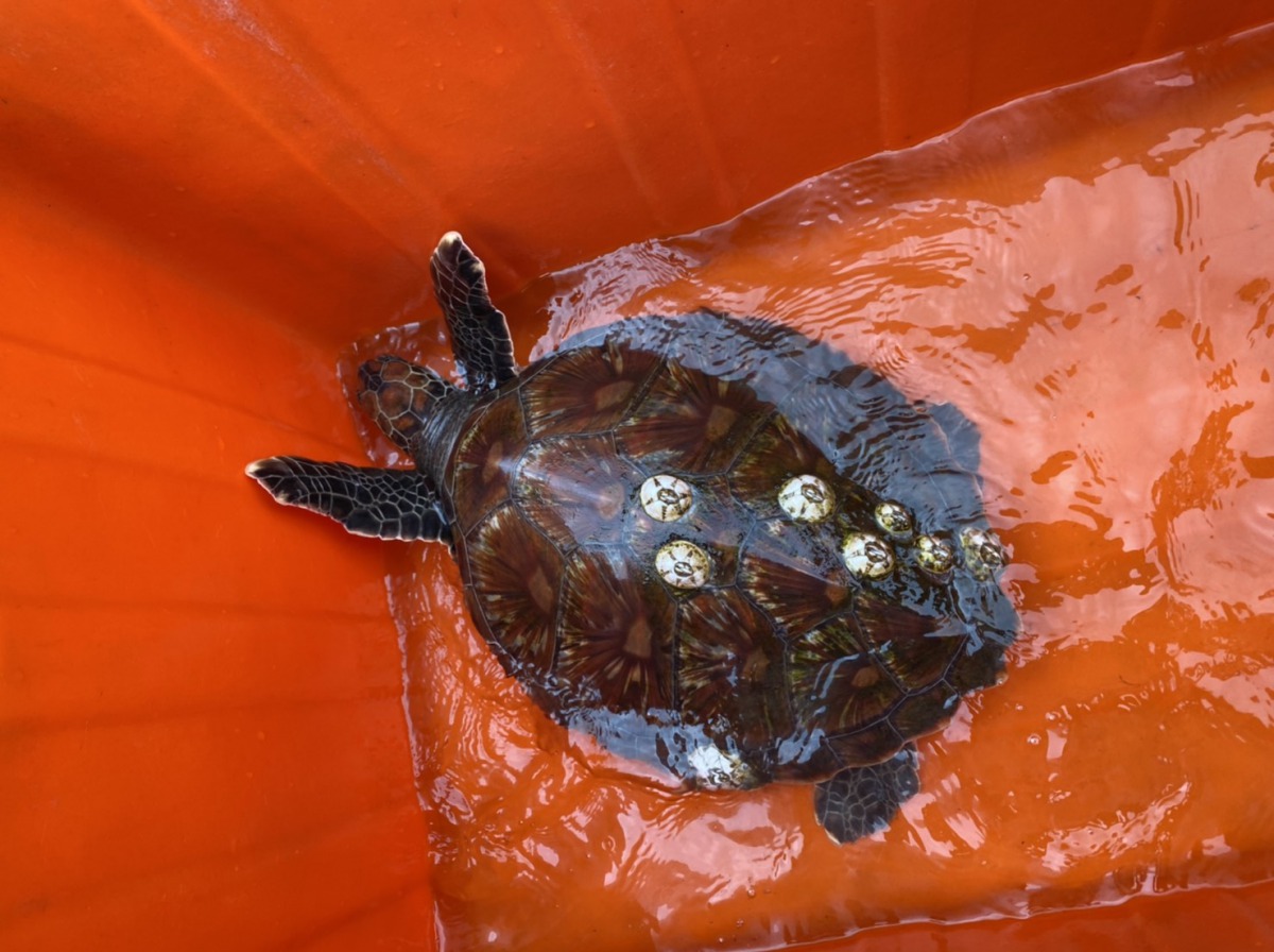 宜蘭連續兩天發生海龜救援事件，最終造成一死一傷。(圖為漁民誤捕的受傷海龜) 第一岸巡隊/提供