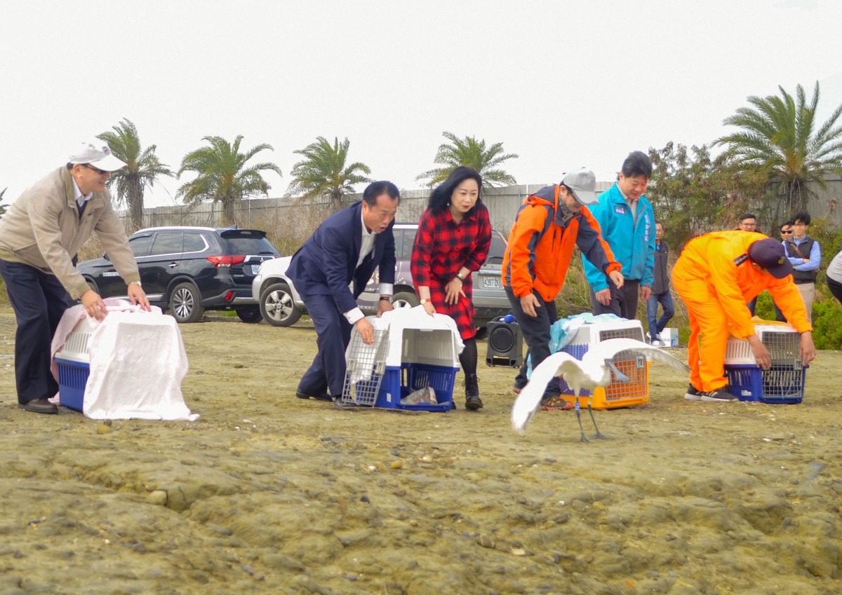 7隻肉毒桿菌中毒的黑面琵鷺，康復後於昨(4)日進行野放。 嘉義縣政府/提供