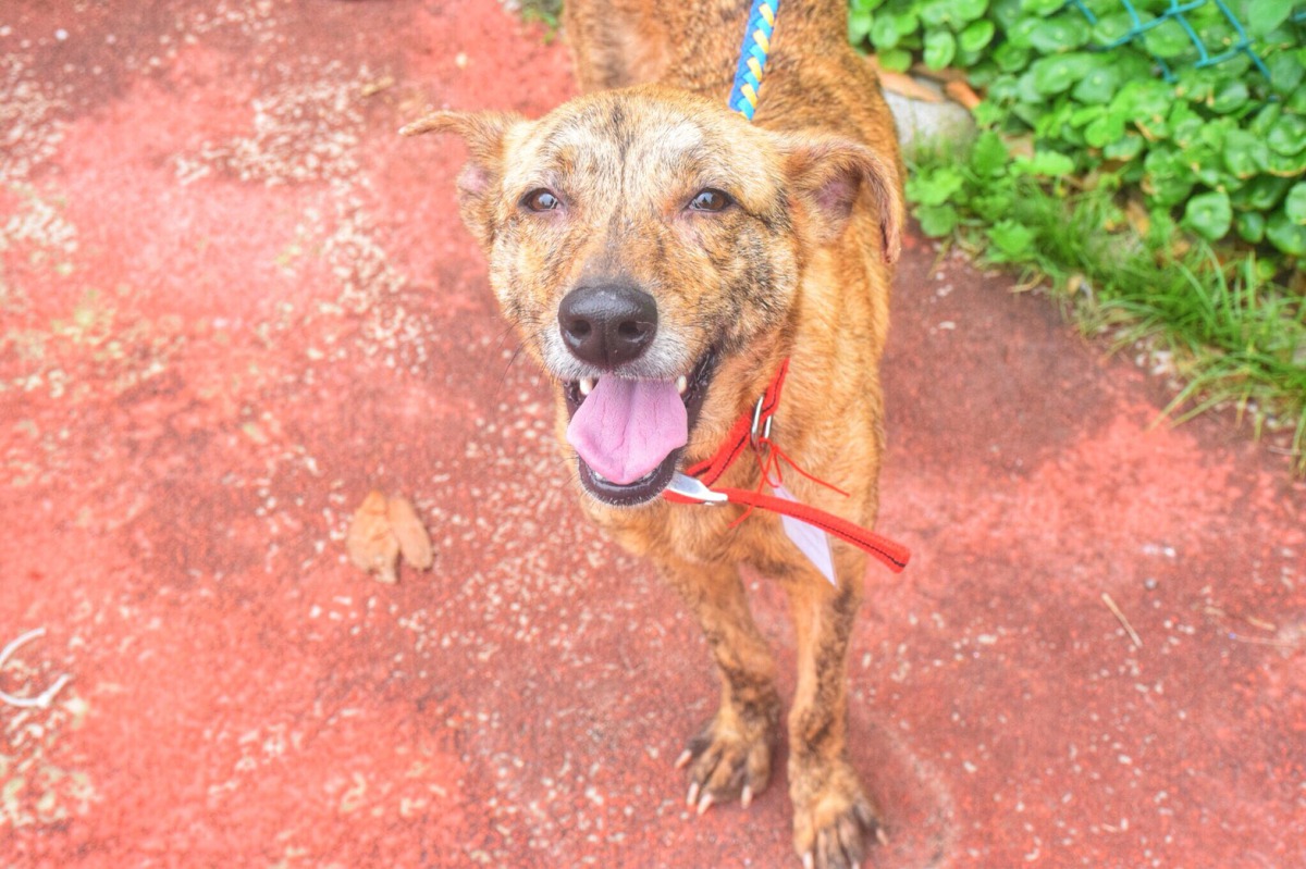 54隻的米克斯在兩天的送養會中沒有順利找到溫暖的家。 姚崇仁/攝