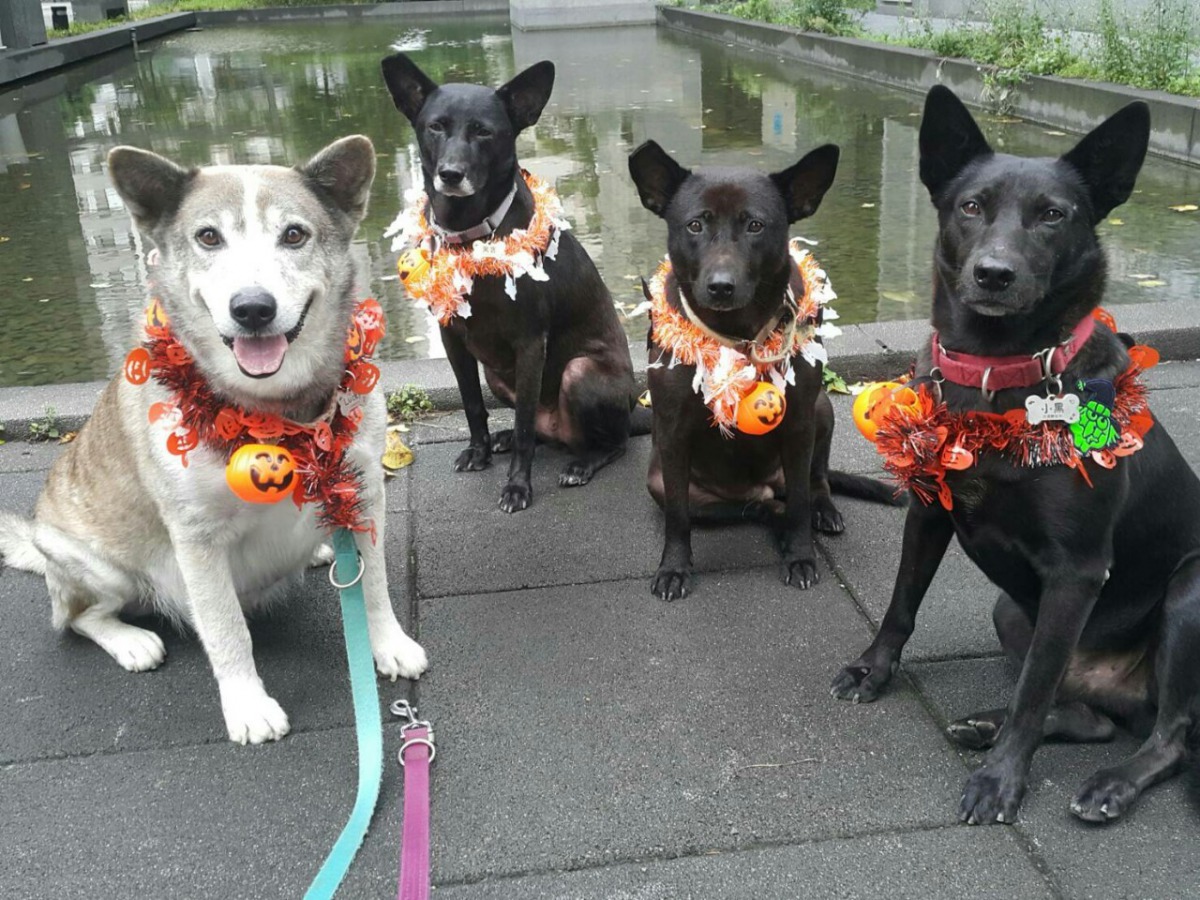 板橋浮洲合宜住宅社區對動物友善,住戶還會幫牠們打扮。(左起為Lucky、黑寶、懶懶、小黑) 新北市動保處/提供