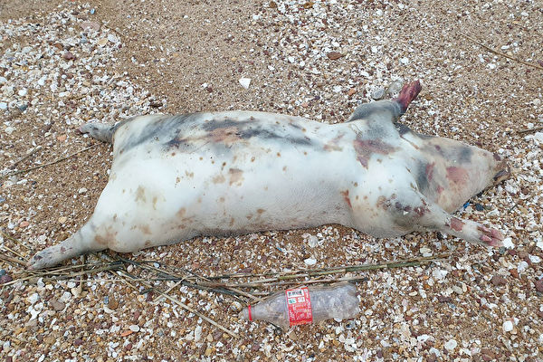 小金門又傳出發現感染非洲豬瘟的死亡海漂豬。 防檢局/提供