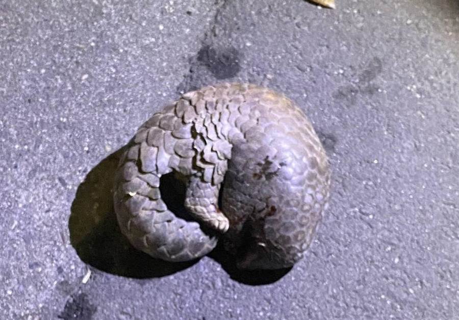 穿山甲遭車輛撞擊受傷後捲曲身體,被熱心員警緊急救援。 台東縣大武警分局/提供