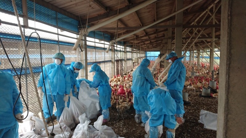 雲林縣傳出禽流感疫情,場內1.2萬隻雞遭撲殺。 撲殺示意圖 資料照片雲林縣動植物防疫所/提供
