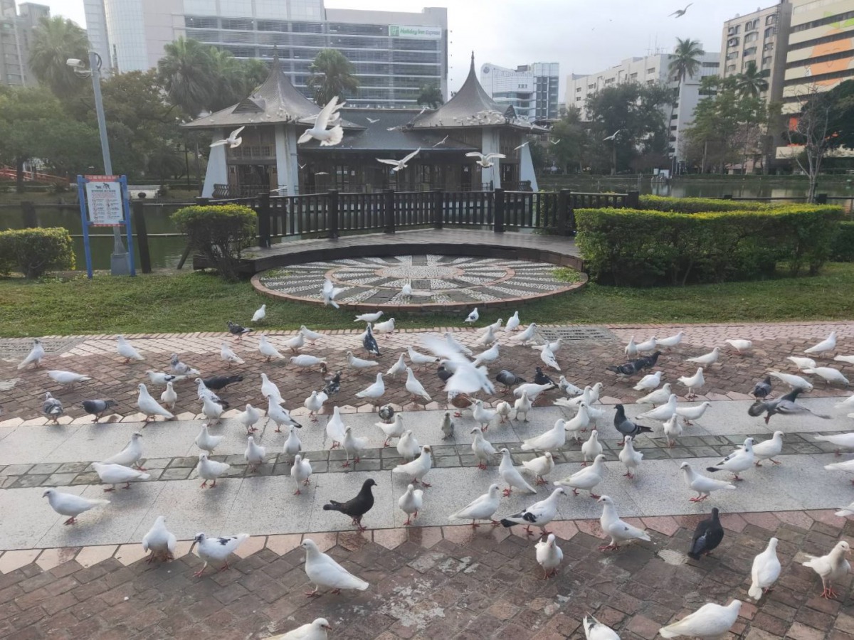 台中公園內有大量野鴿群聚。 台中市建設局/提供