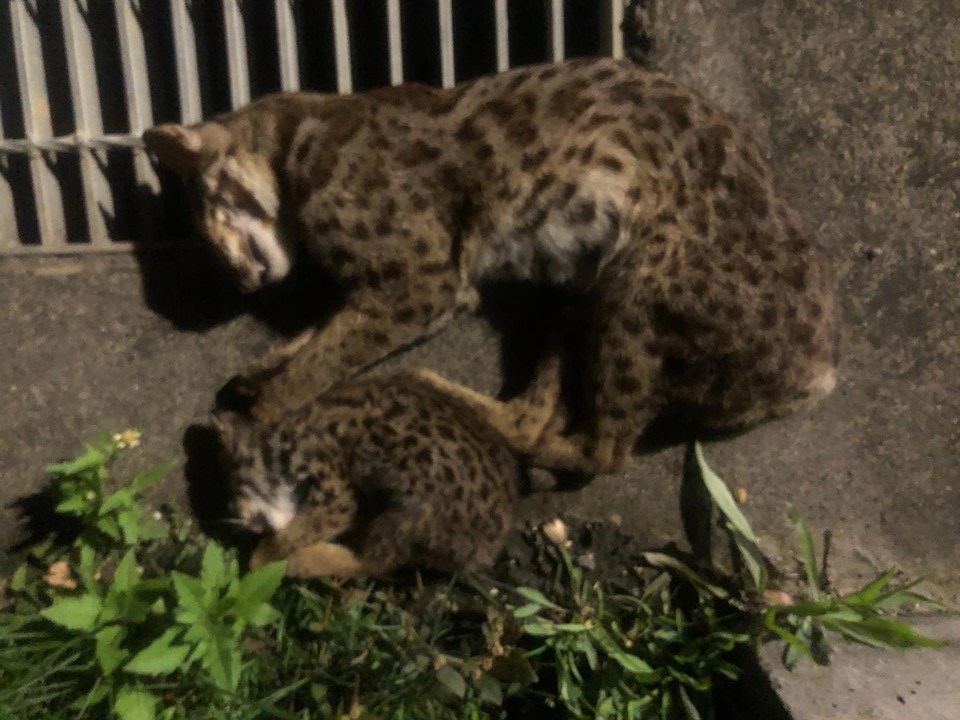 苗栗台13甲線造橋路段去(108)年8月發生石虎母子檔路殺事件。 資料照片 網友陳建宏/提供