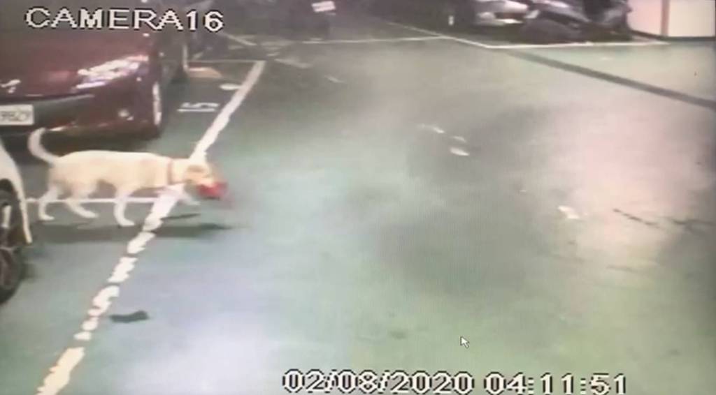 一隻米白色的狗狗嘴裡叼著一包東西,竟意外幫助警方破獲毒品案。 蘆竹警分局/提供