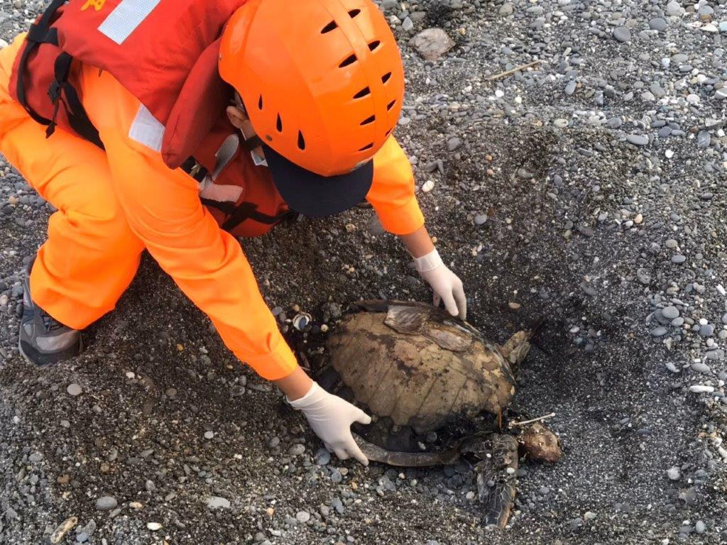 屏東牡丹鄉岸際發現2隻死亡已久的海龜。 第六岸巡隊/提供