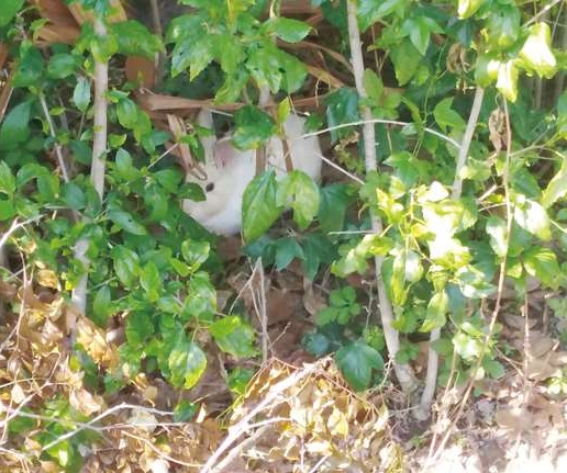 近日金門植物園傳出有多隻疑似被民眾棄養的兔子出沒。 金門林務所/提供