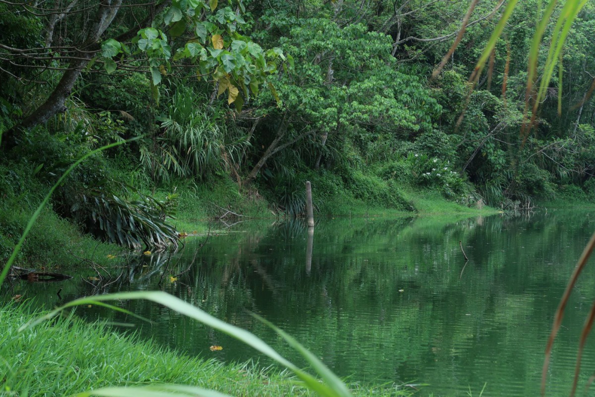 921地震後形成的九份二山堰塞湖成為了許多兩棲類的棲身之所。 特生中心/提供(林春富/攝)