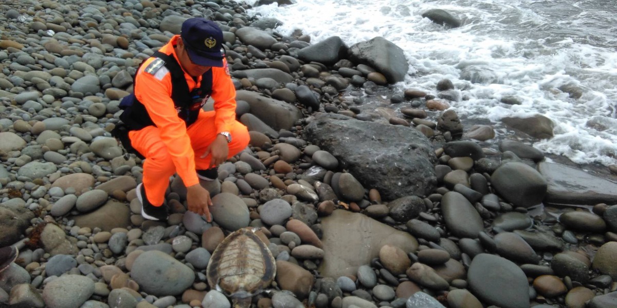 屏東縣又發生海龜擱淺事件,這已是2個月以來的第8起。 第六岸巡隊