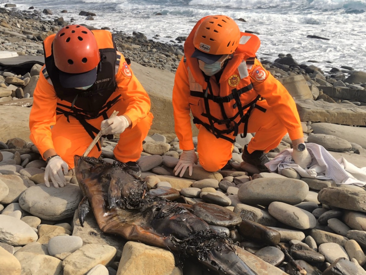 屏東縣岸際有一隻擱淺的海豚,被發現時已死亡多時。 第六岸巡隊/提供