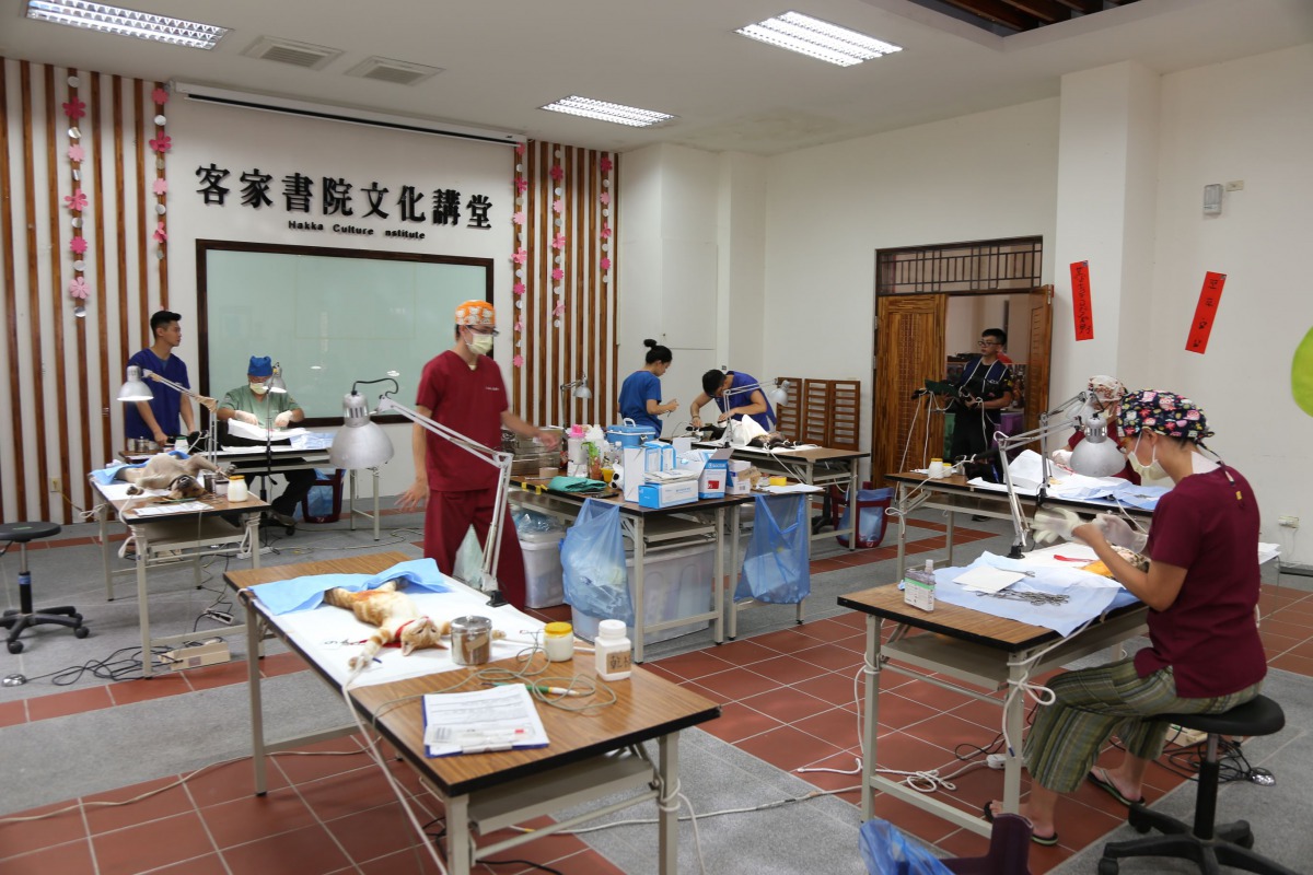 嘉義縣政府今年將在3月與動保團體合作辦理犬貓免費絕育活動。 嘉義縣政府/提供