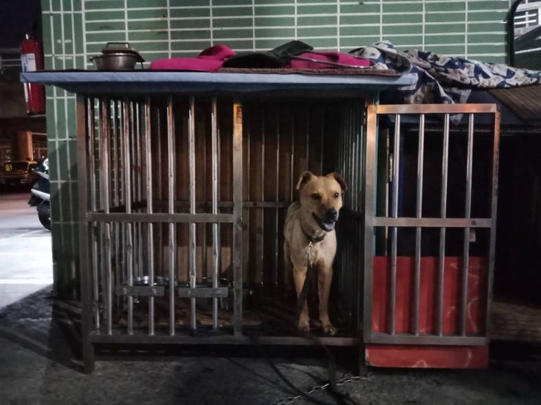 原本在板橋動物之家收容的「乖乖」如今變成清潔隊的隊犬。 新北市動保處/提供