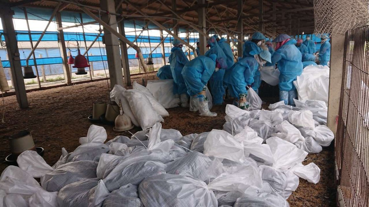 為了因應雲林縣今年禽流感疫情升溫，縣府提出各項防疫措施。 雲林縣政府/提供