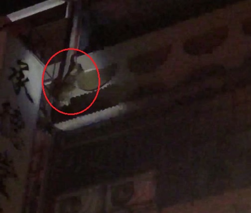 雲林一家越南小吃店驚傳狗狗吊掛在陽台圍牆上，引起路過民眾注意。 翻攝/虎尾人讚出來 