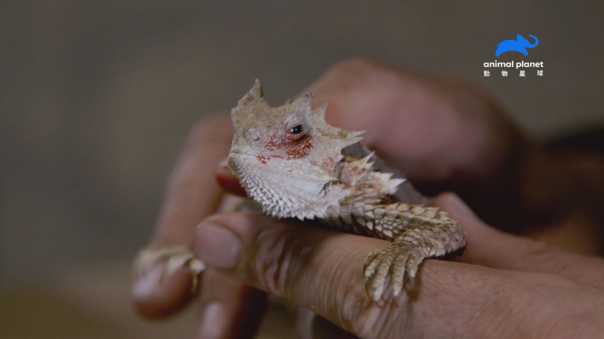 身長不到20公分的大角蜥有著「迷你酷斯拉」的稱號。 動物星球頻道/提供
