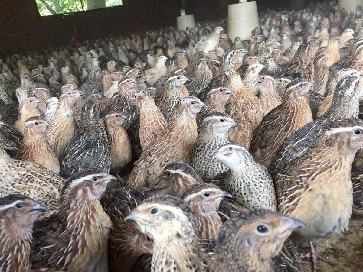 全台鵪鶉飼養量約200萬隻，但至今仍未被列入指定家禽。翻攝/中華民國鵪鶉協會