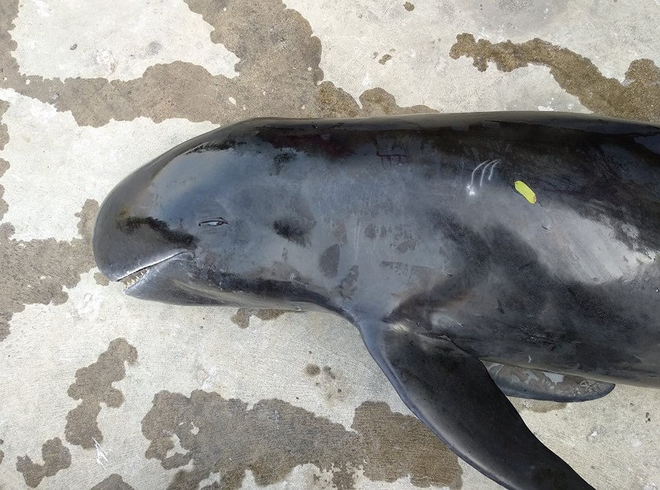 自2月初起有一批20隻小虎鯨在高雄港區徘迴，卻陸續傳出死亡的消息。成大海洋生物及鯨豚研究中心/提供