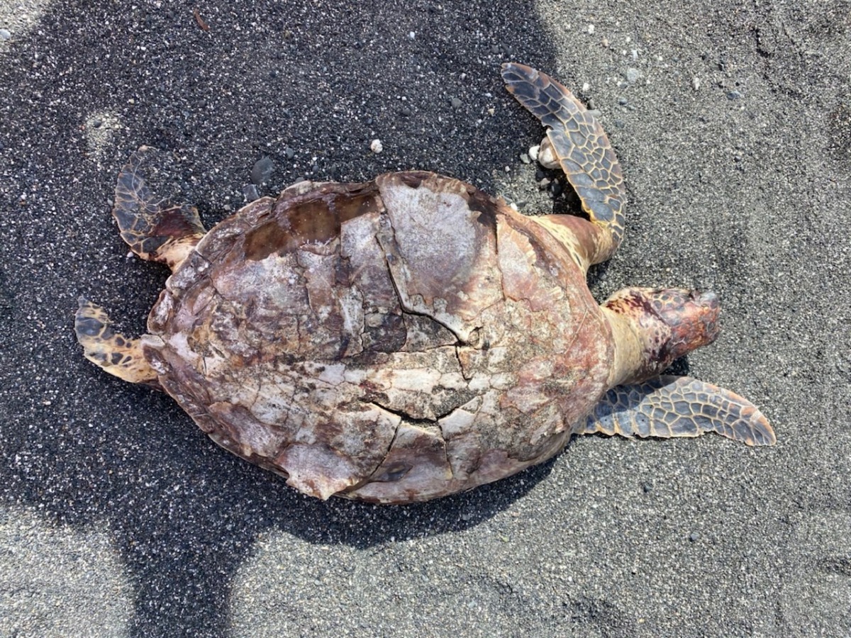 花蓮縣斯圖亞特莊園前方岸際發現一隻死亡多時的海龜。 第一二岸巡隊/提供