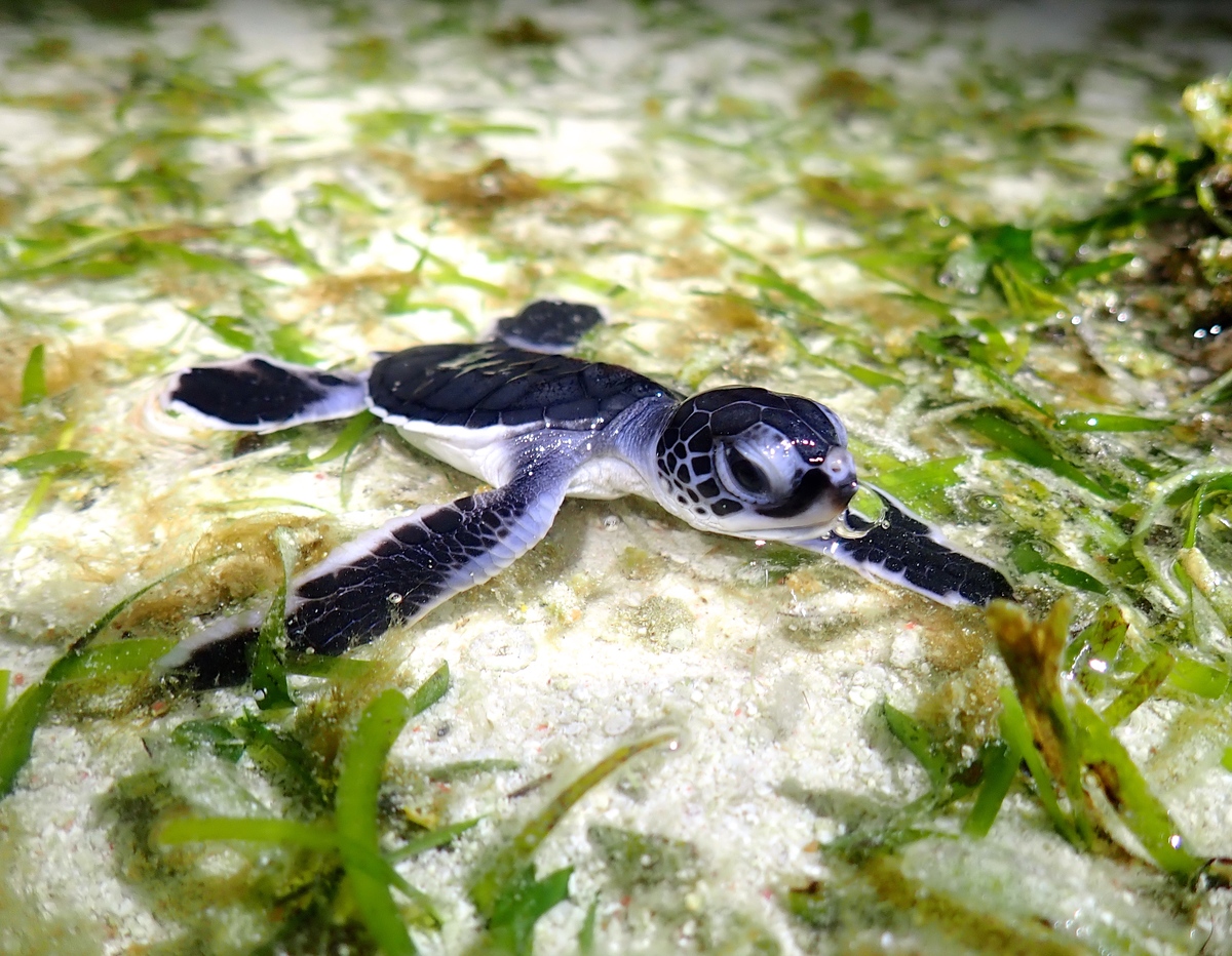 中山大學研究團隊最新發現，太平島周遭預估有千隻大大小小的海龜現蹤。 中山大學/提供