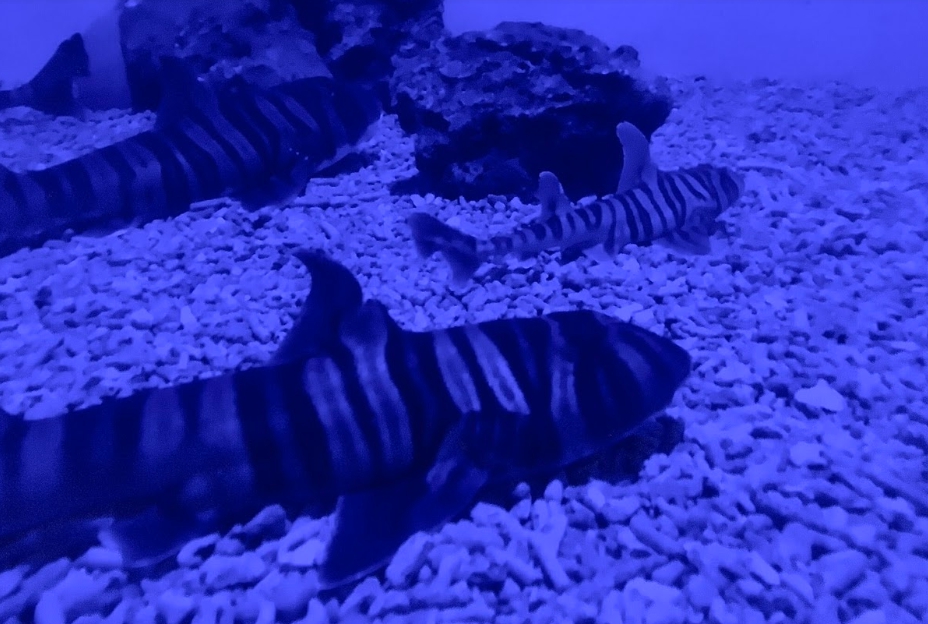 海生館復育的斑紋異齒鮫寶寶已順利長大，並與其他成魚一同生活。海生館/提供