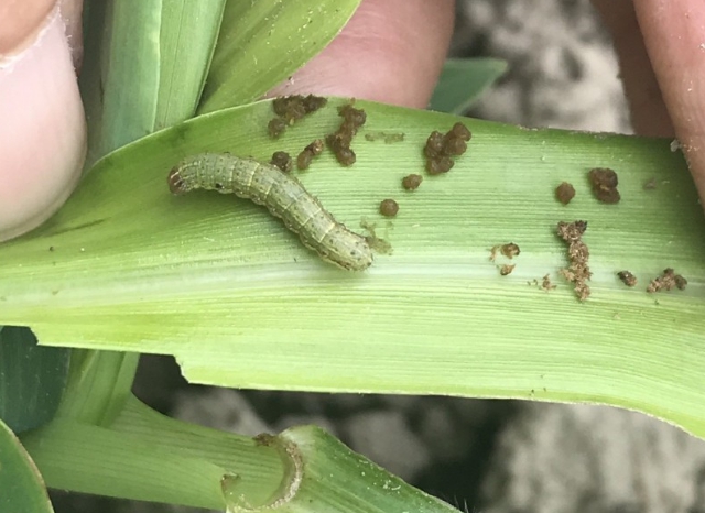 國內首度在薏苡田發現秋行軍蟲的身影。 防檢局/提供