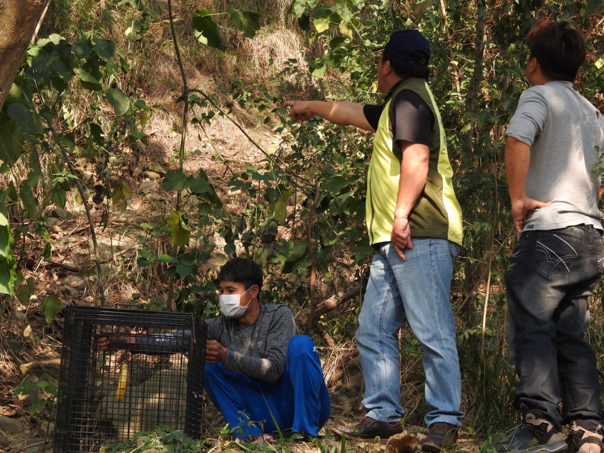 台東縣農業處與林管處在鯉魚山設置獼猴誘捕籠。 台東縣政府/提供