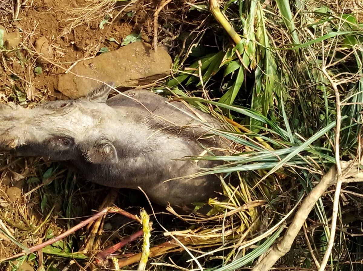 日前有民眾在南雅山登山口附近發現一頭野豬被陷阱困住。 新北市動保處/提供