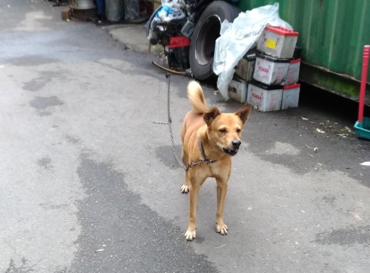 沒人認養的米克斯現在是清潔隊隊犬 社團法人中華民國保護動物協會