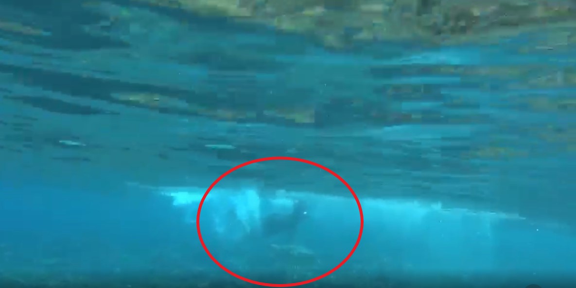 一名男子違法伸手撥弄水中的海龜,被一旁的民眾拍到。  海巡署第五岸巡隊/提供