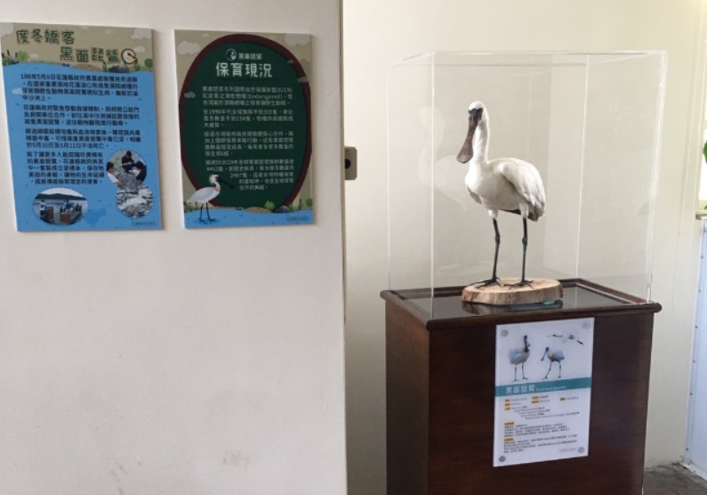 花蓮縣府將1隻中毒死亡的黑面琵鷺製作成標本,希望傳遞保育觀念。 花蓮縣政府/提供