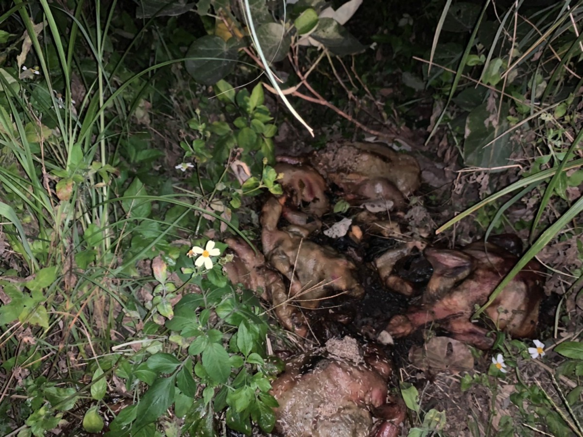 新北市八里區傳出有人惡劣丟棄數十隻雞隻屠體在路邊草叢中。 新北市動保處/提供