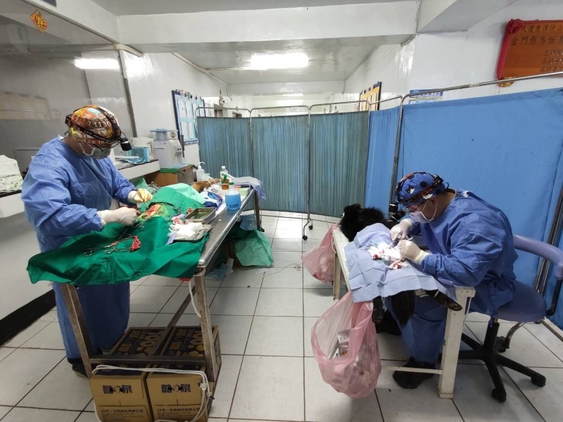 金門縣動植物防疫所犬貓絕育團隊,前進烏坵島為犬隻進行絕育手術。 金門動植物防疫所/提供