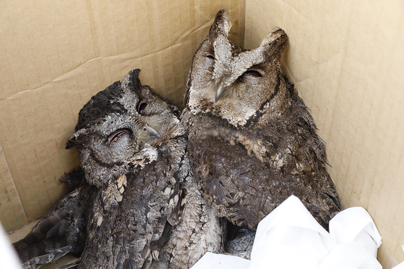 愛鳥人士在沙崙農場看到兩隻領角鴞受困鳥網，便立刻將牠們救下來 謝先生/提供