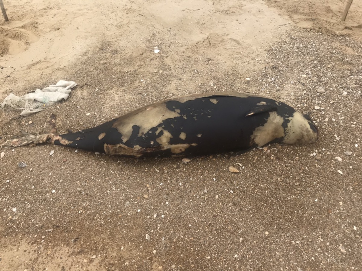 金門縣海岸不到1週驚傳3起瀕危動物露脊鼠海豚擱淺死亡的消息。 (圖為13日被發現的死亡個體) 第九岸巡隊/提供