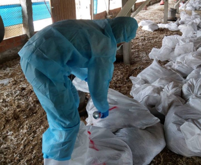 彰化大城鄉一處蛋中雞場爆發禽流感，場內2萬多隻雞遭撲殺。 彰化縣政府/提供