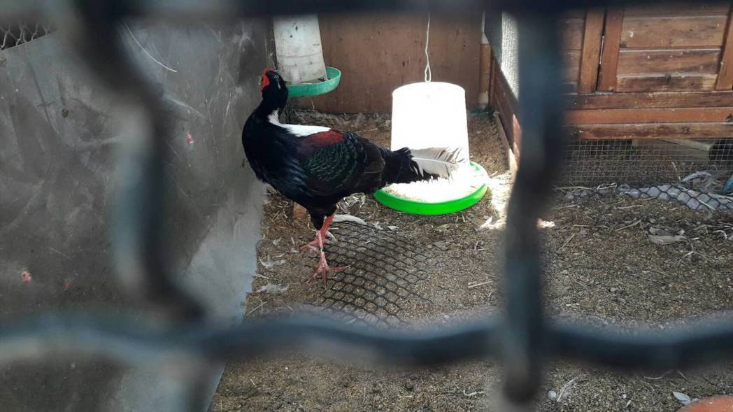 在雲林一間毛巾工廠飼養保育類藍腹鷴。 保七總隊第七大隊/提供