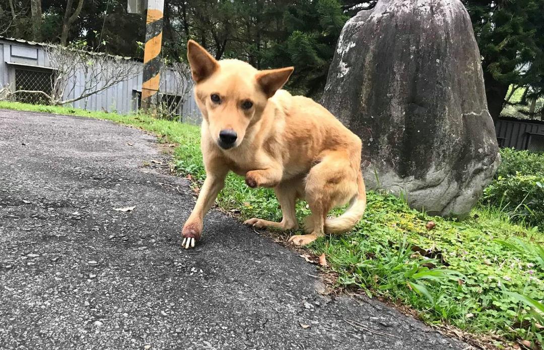 台中東勢林場有兩肢前腳都斷掉流浪犬,旅客見狀立即通報救援。 台灣動物緊急救援小組/提供